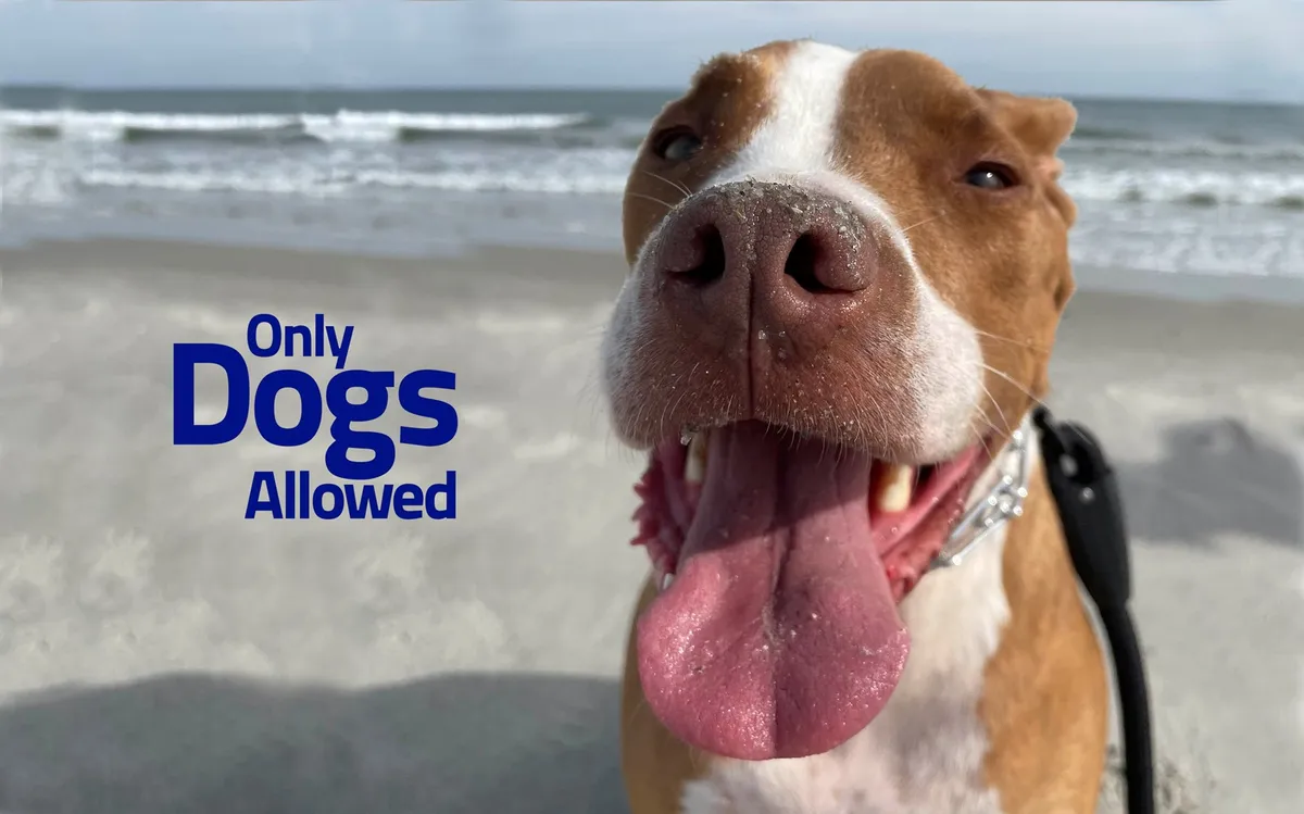 This image features a joyful dog's face in the foreground with a beach in the background and a sign reading 'Only Dogs Allowed'. The setting is bright and relaxed, emphasizing the home's pet-friendly atmosphere and direct access to dog-friendly beaches.